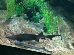 -瑞普利水族馆