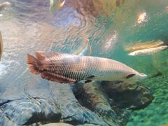 -上海海洋水族馆