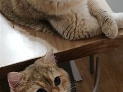 -有喵·猫咖·狗咖·30几只猫10只小狗(岗厦店)