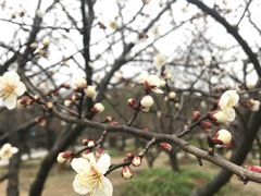 -香雪海