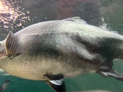 -上海海洋水族馆