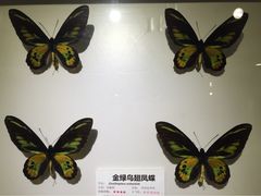 -上海大自然野生昆虫馆