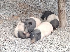 -北京野生动物园