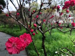 -南汇桃花村