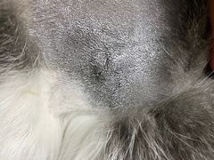 -荔康动物医院(康王北路店)