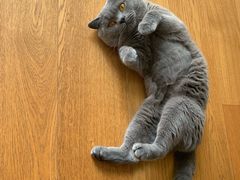 -宠爱国际动物医院· 猫科· 外科·中兽医(长白店)