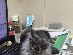 -安安宠医宠物医院·异宠·犬猫内科(岳阳分院)