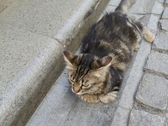 -加拉达石塔
