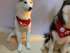 -Husky Go! 哈士奇体验馆·宠物咖啡厅狗咖