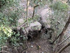 -野象谷景区