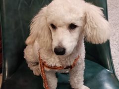 -宠颐生嘉德动物医院