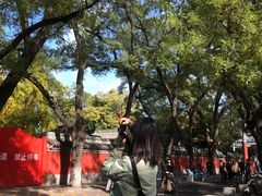 -北京国子监胡同