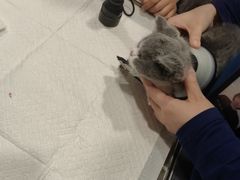 -萌兽医馆·犬猫专科·眼科中心·宠物医院(朝阳门分院)