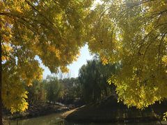 -大兴滨河森林公园