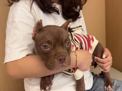 -瑞派康怡24h宠物医院·犬猫医疗中心·微创绝育(瑞景分院)