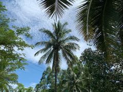 -西双版纳傣族园