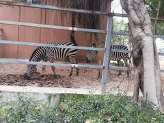 -广东茂名森林公园