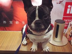 -PETKIT小佩宠物(古北店)