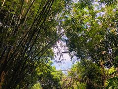 -天鹿湖森林公园
