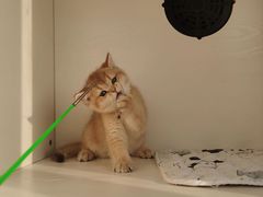 -东方名猫馆·英短金渐层布偶猫舍(环线广场1号楼店)