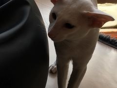 -飞行喵MR PILOT|猫舍·猫咖(静安大融城店)