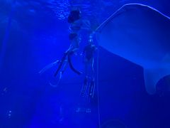 -烟台海昌鲸鲨海洋公园