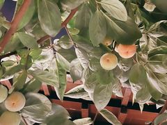 -后海16号·北京私房菜