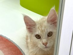 -青奢宠物·青奢猫舍