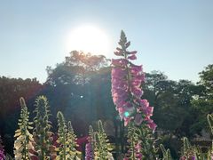 -松山湖梦幻百花洲