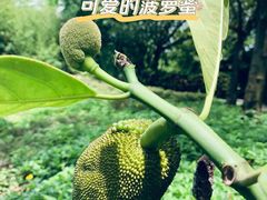 -南沙蒲洲花园