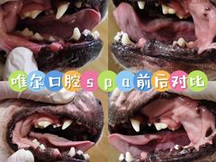 -汪小喵宠物·戴维斯乐芳希施宠馨宝皮毛调理洗护店