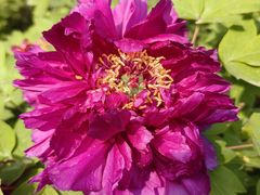 -石家庄市植物园