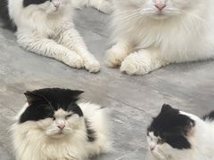 -楼上猫咖(罗湖店)