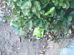 -远洋未来广场(育慧北路店)