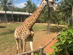 -海南热带野生动植物园