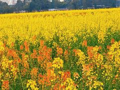 -中国天府农业博览园