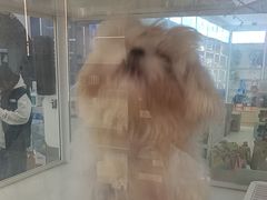 -翊宠yipet猫狗购宠庄园犬舍•猫舍