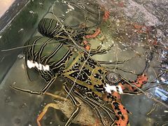 龙虾-大茄来海鲜餐厅(亚洲城分行)