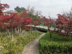 -铁山坪森林公园