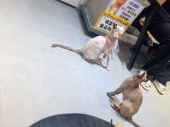 -琪喵猫屋·撸猫猫咖·猫舍
