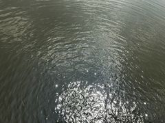 -荷塘月色湿地公园·向阳花洲