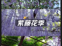 -嘉定紫藤园