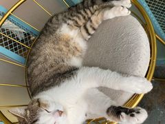 -喵屿·大理花园猫咖