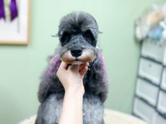 -鑫艺宠物美容培训学校