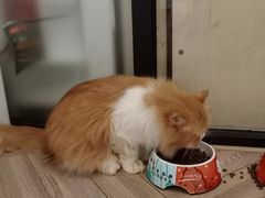 -酷豆宠物咖啡·宠物美食·撸猫馆