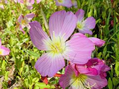 -春花秋色城市公园