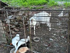 -同銮特种养殖场·龙虾垂钓