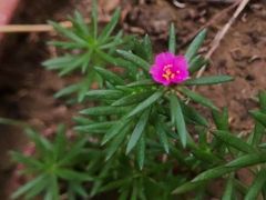 -竹叶涮肉坊(总店)