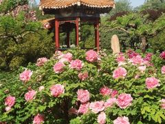 -洛阳市隋唐城遗址植物园