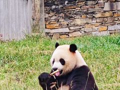 -卧龙中华大熊猫苑神树坪基地